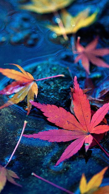 Maple leaves, Fall autumn water, ultra , Mobile HD phone wallpaper