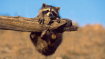 Animals, Raccoons HD wallpaper