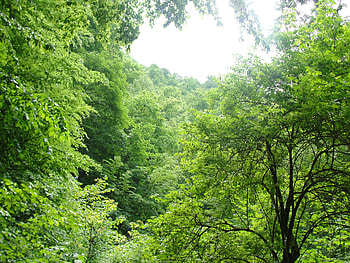 Forest, trees, nature HD wallpaper