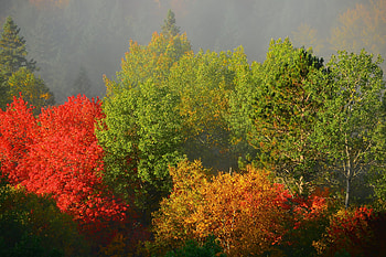 Nature, Trees, Autumn, Fog, Foliage HD wallpaper