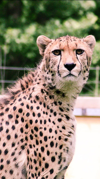 Cheetah, Animal Leopard HD phone wallpaper