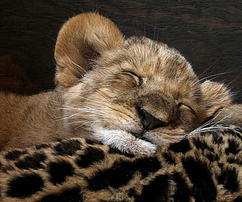 Asleep, lion, cub HD wallpaper