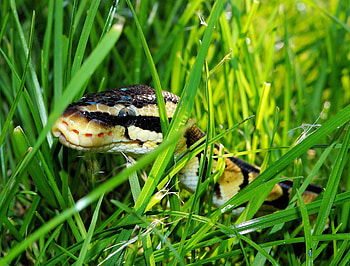 Animals, Grass, Reptile, Snake HD wallpaper