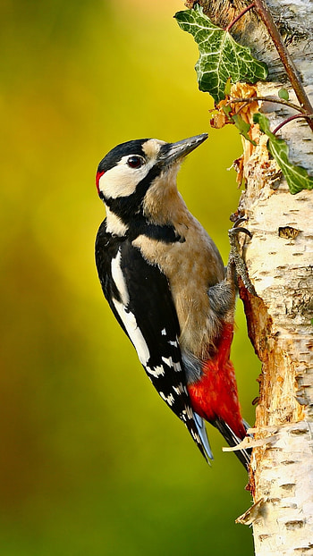 Woodpecker, Animal kingdom, Bird species, Nature's marvel HD phone wallpaper