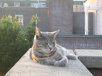 relaxing cat, relaxing, cat, edge, fence HD wallpaper