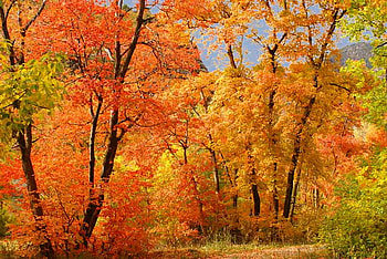 The path, path, green, trees, autumn, orange, gold, forest HD wallpaper