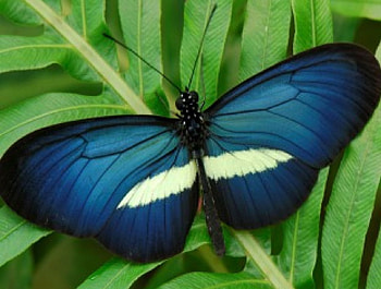 Butterfly, wings, delicate, colour, pretty HD wallpaper