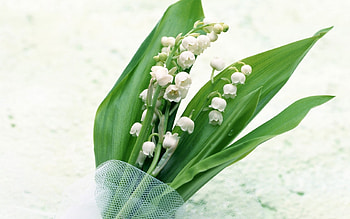 Plants, Flowers, Lily Of The Valley HD wallpaper