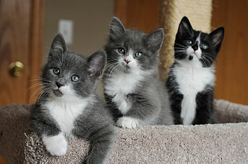 * Kittens *, animal, cats, animals, kittens HD wallpaper