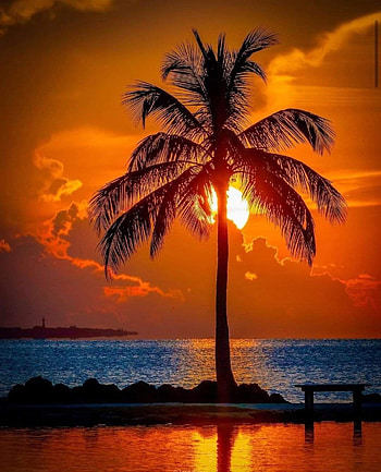 Relaxing sunset, sky, palmtree, water HD phone wallpaper