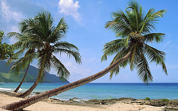 Landscape, Sea, Palms HD wallpaper