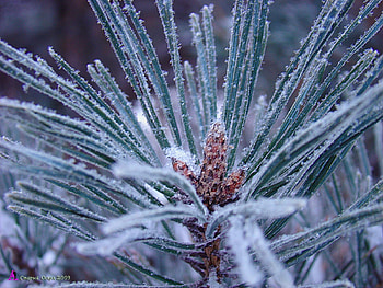 Plants, Winter, Needle, Fir-Trees HD wallpaper