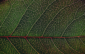 Veins, leaf, macro, close up HD wallpaper