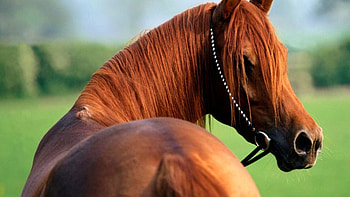 Animals, Beautiful, Mane, Horse, Bridle HD wallpaper