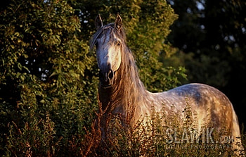 Camouflage, spanish, andalusian, horses, grey, dapple grey, bush HD wallpaper