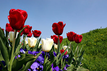Flowers, Grass, Sky, Pansies, Tulips, Slope HD wallpaper