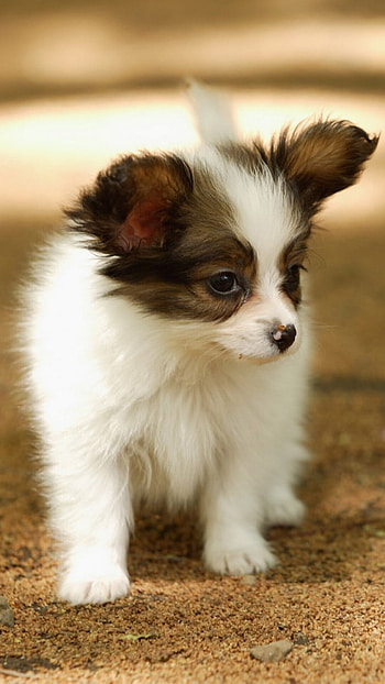 Cute animals , Adorable charm, Captivating gaze, Playful innocence HD phone wallpaper