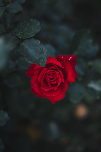Flowers, Flower, Rose Flower, Rose, Bud, Bloom, Flowering HD phone wallpaper