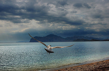 Animals, Mountains, Sea, Shore, Bank, Bird, Predator, Flight, Wings, Wave, Sweep HD wallpaper