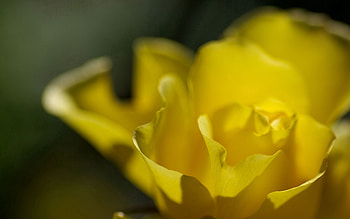 Flower, Macro, Rose Flower, Rose, Symbol, Petal HD wallpaper
