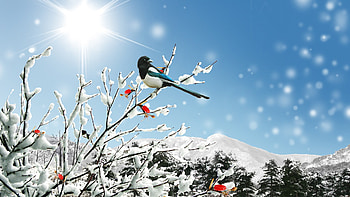 Sunny Winter Day, winter, bird, firefox persona, snow, sky, mountains, sun, forest HD wallpaper