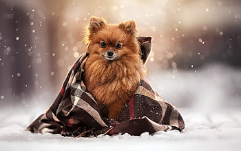 Spitz, animal, dog, snow HD wallpaper