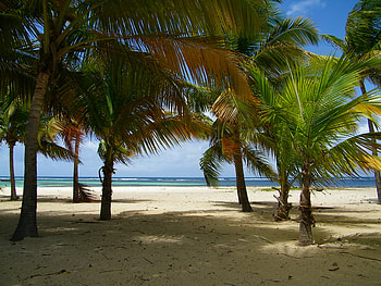 desirade, blue, sand, beaches, sky, nature, coconut, water, tree HD wallpaper
