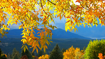 Golden autumn branches, golden, hills, fall, beautiful, mountain, leaves, pretty, branches, trees, view, autumn, nature, sky, lovely HD wallpaper