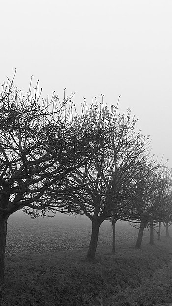Depressing, Black And White, Trees HD phone wallpaper