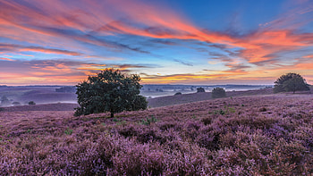 Gelderland, Veluwezoom National Park, Netherlands, sky, landscape, trees, clouds, colors, sunset HD wallpaper