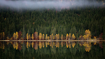 Landscape View Of Yellow Green Red Autumn Leaves Trees Forest With Fog Reflection On Lake Nature HD wallpaper