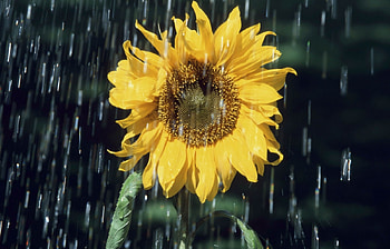 Plants, Flowers, Sunflowers HD wallpaper