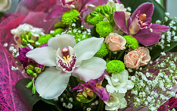 Lovely Flowers, nature, flowers, bloom, petals HD wallpaper