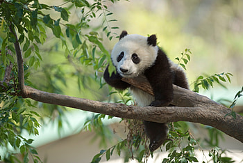 Panda bear, white, black, cub, bear, urs, green, cute, tree panda HD wallpaper