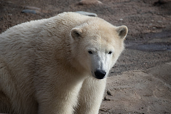 Animals, Bear, Animal, Polar Bear HD wallpaper