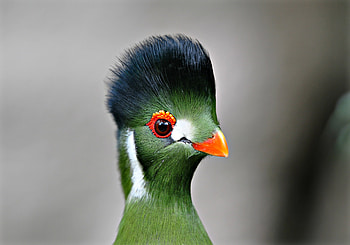 Turaco, bird, green, pasare, cute, funny, orange HD wallpaper