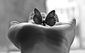 Miscellanea, Miscellaneous, Palm, Butterfly, Bw, Chb, Mood HD wallpaper