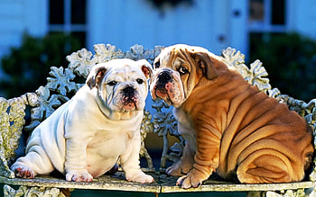 We're Hungry :(, dogs, best, great, nice HD wallpaper