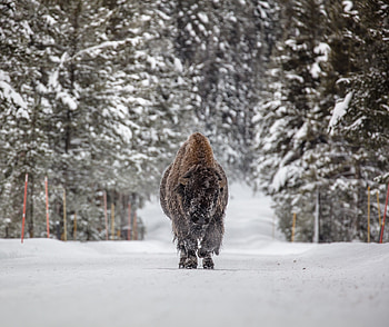 Wild ad furry animal, Bison, winter HD wallpaper