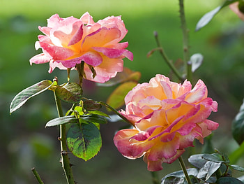 Plants, Flowers HD wallpaper