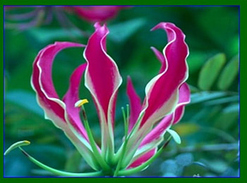 Pink Tropical, garden, pink, tropical, flower HD wallpaper