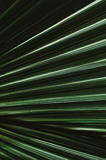 Plant, Macro, Sheet, Leaf, Stripes, Streaks, Veins HD phone wallpaper