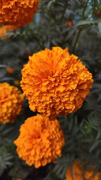 Marigold, orange, green, nature, flower HD phone wallpaper