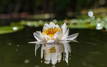 Lotus Flower, nature, water, flower, lotus HD wallpaper