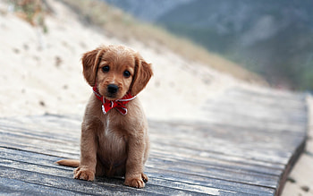 Adorable winter puppies, Snowy cuteness overload HD wallpaper