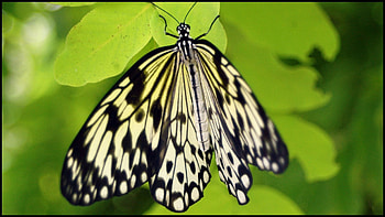 BeautyFly, sweet, wings, white, black, fresh, beauty, precious, delicate, butterfly, love, green, nature, lovely, forever HD wallpaper