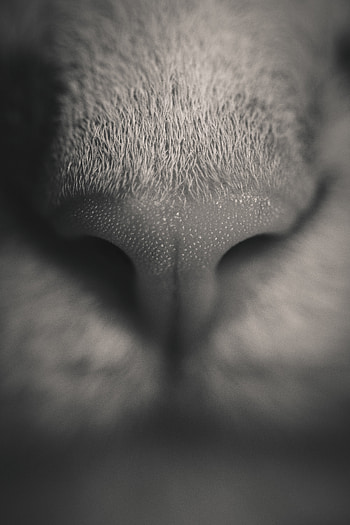 Macro, Cat, Bw, Chb, Nose HD phone wallpaper