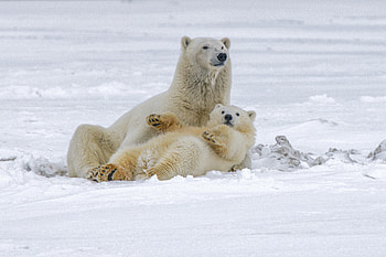 Animals, Snow, Bears, Polar Bears HD wallpaper