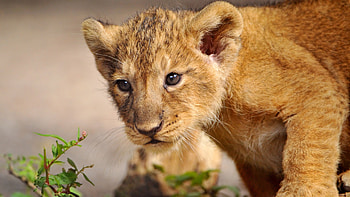Apple computer lion and cub , Technology meets wilderness, Digital wilderness, Unique synergy HD wallpaper