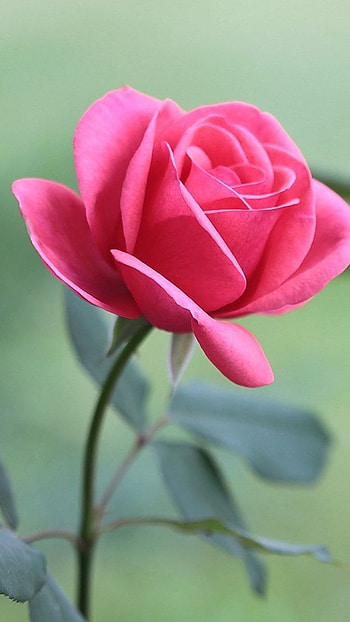 Beautiful Rose, Pink Rose, Background HD phone wallpaper